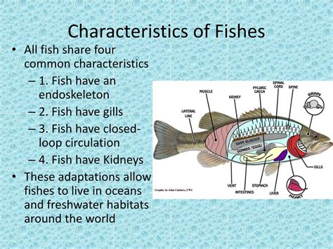 5 characteristics of fish.